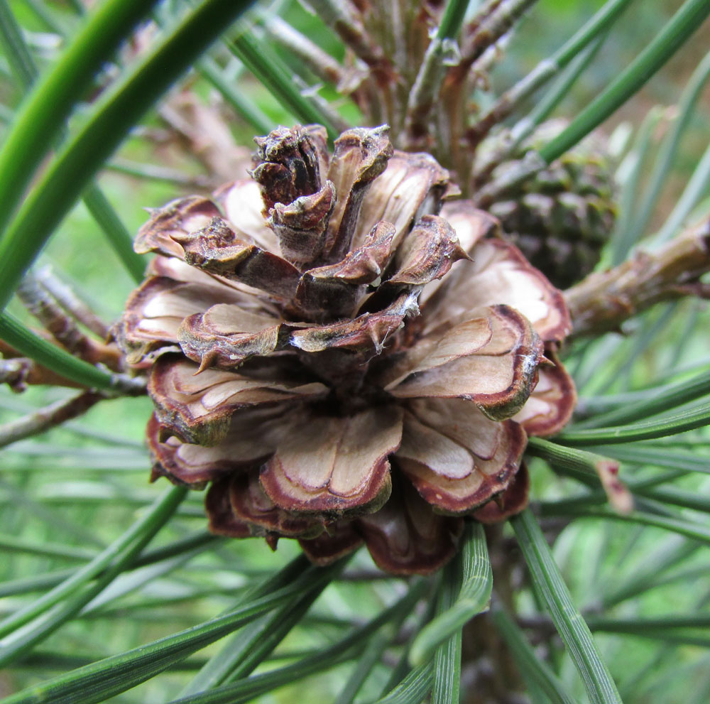 Image of Pinus mugo specimen.