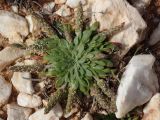 Plantago weldenii