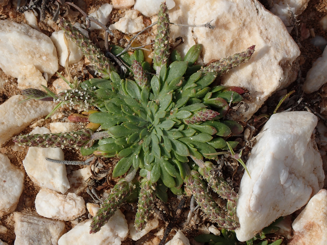 Изображение особи Plantago weldenii.