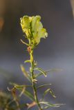 Linaria vulgaris. Верхушка цветущего растения. Воронежская обл., Подгоренский р-н, окр. с. Белогорье, осыпь меловой горы. 19.08.2018.