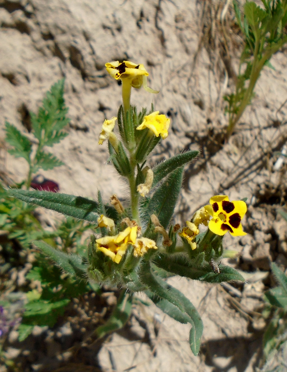 Изображение особи Arnebia coerulea.