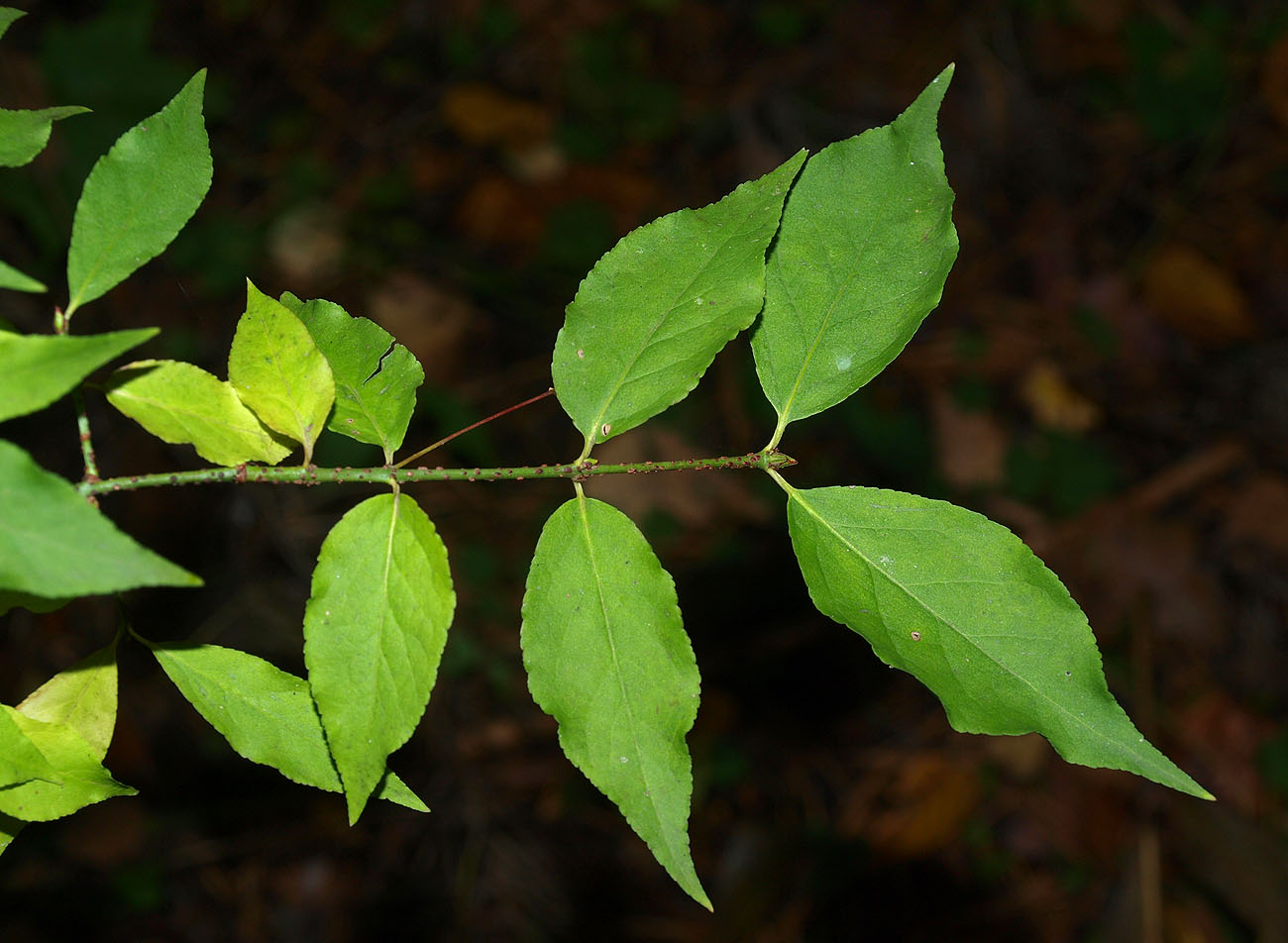 Image of Euonymus verrucosus specimen.