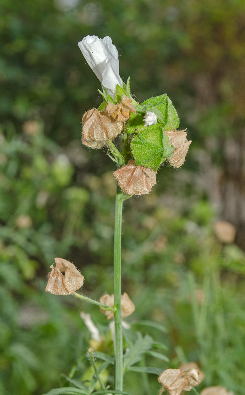 Image of Malva moschata specimen.