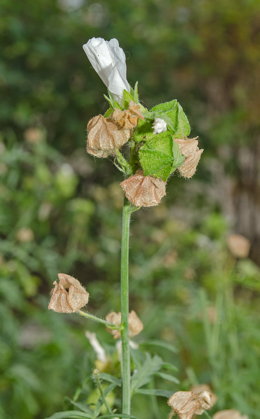 Image of Malva moschata specimen.