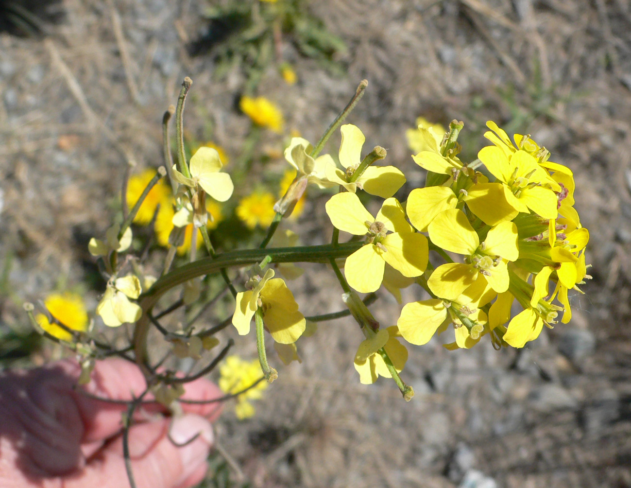 Изображение особи Erysimum boreale.