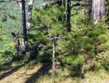 Pinus pallasiana. Молодые вегетирующие растения. Крым, окр. г. Ялта, ущелье Уч-Кош, сосново-лиственный лес. 19.09.2018.