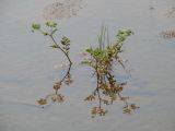 Potentilla supina ssp. paradoxa