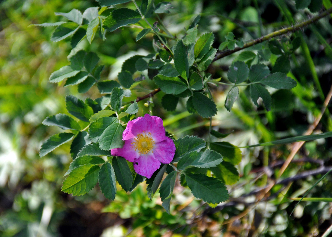 Изображение особи Rosa acicularis.