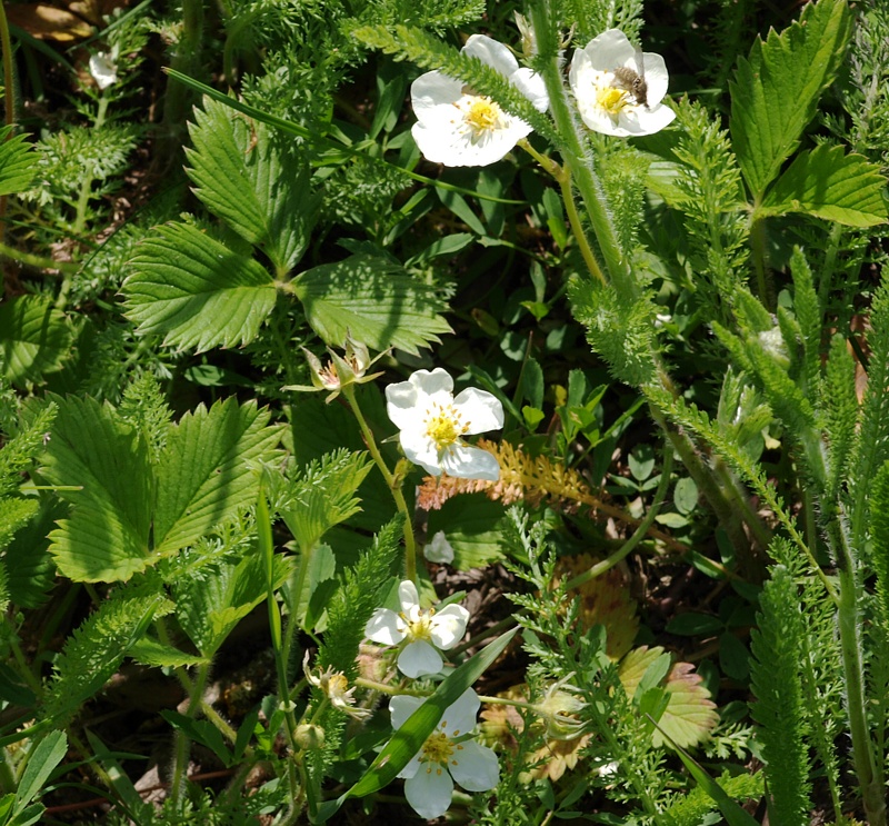 Image of Fragaria moschata specimen.