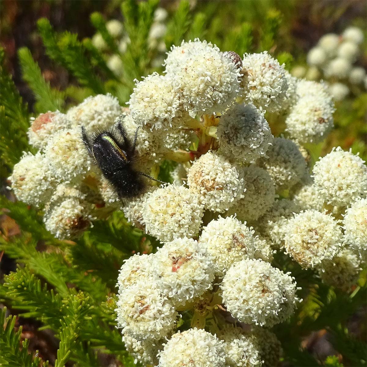 Image of Berzelia abrotanoides specimen.