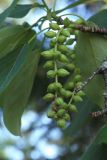 Populus maximowiczii