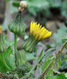 genus Sonchus