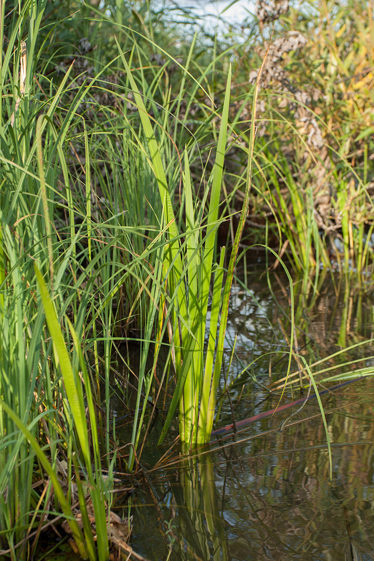 Изображение особи Acorus calamus.