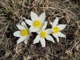 Pulsatilla orientali-sibirica