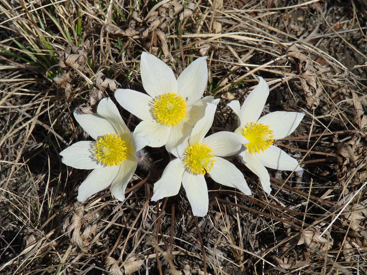 Изображение особи Pulsatilla orientali-sibirica.