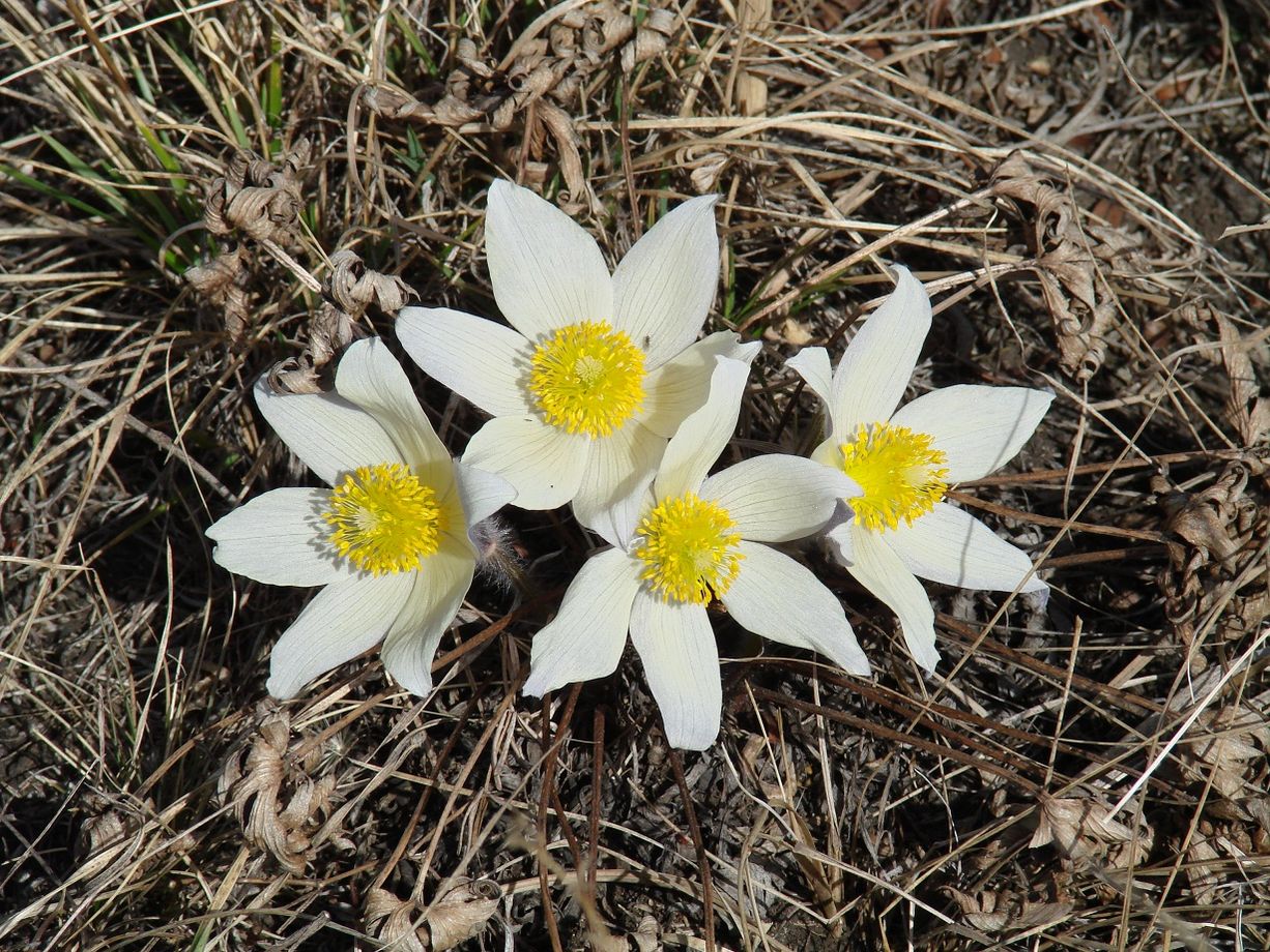 Image of Pulsatilla orientali-sibirica specimen.