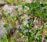 Artemisia подвид ehrendorferi