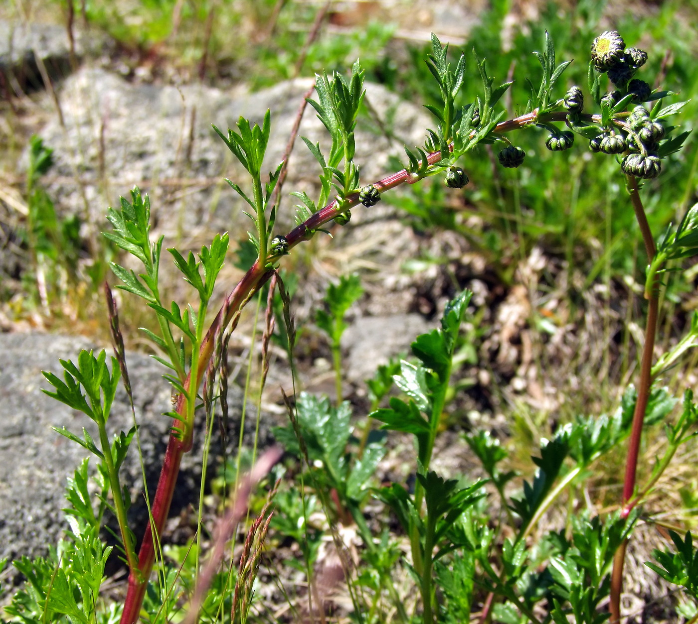 Изображение особи Artemisia arctica ssp. ehrendorferi.