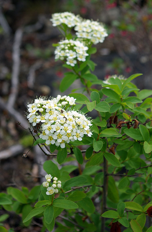 Image of Spiraea media specimen.