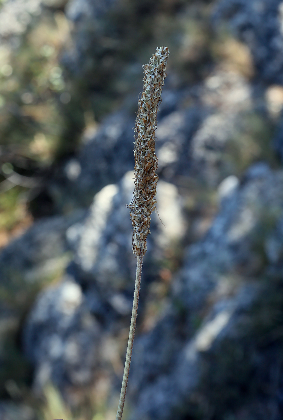 Изображение особи Plantago urvillei.