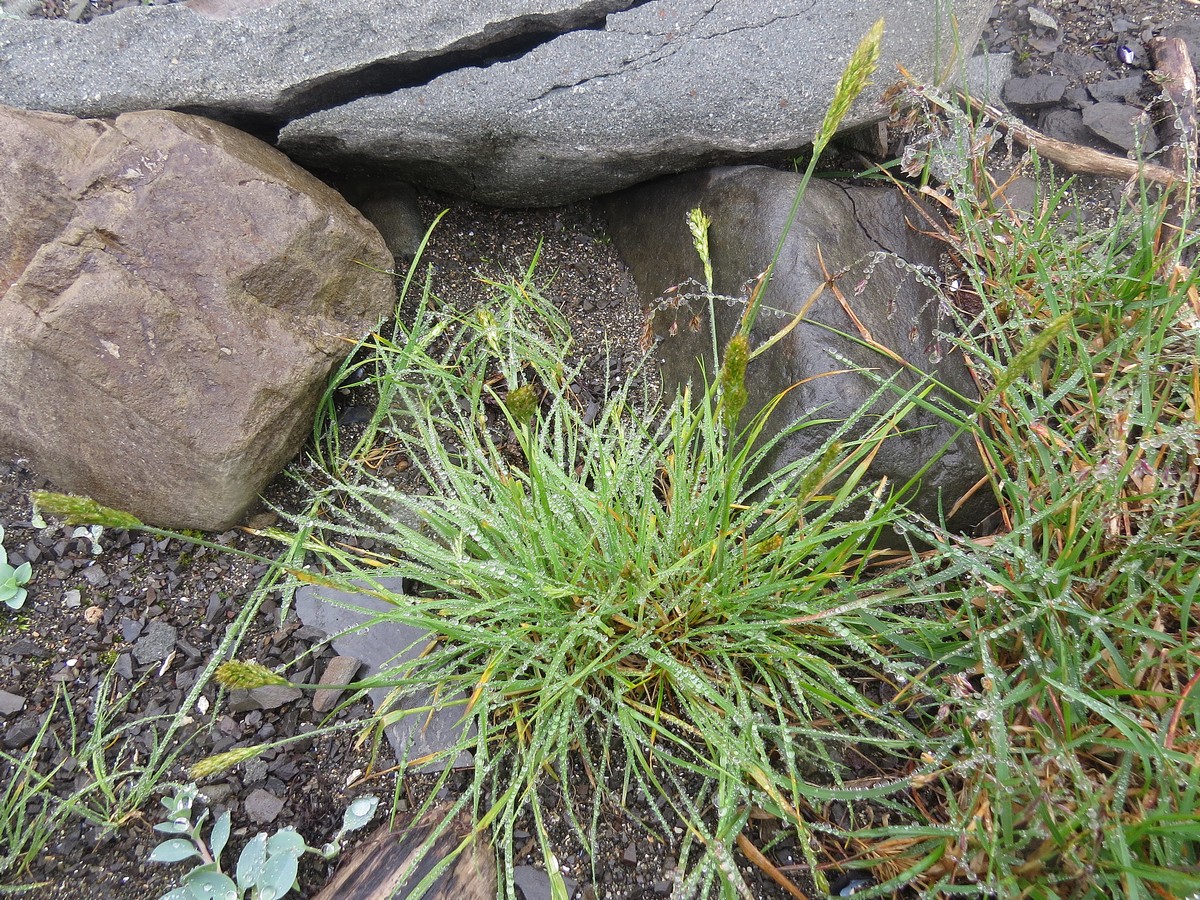 Изображение особи Trisetum spicatum.