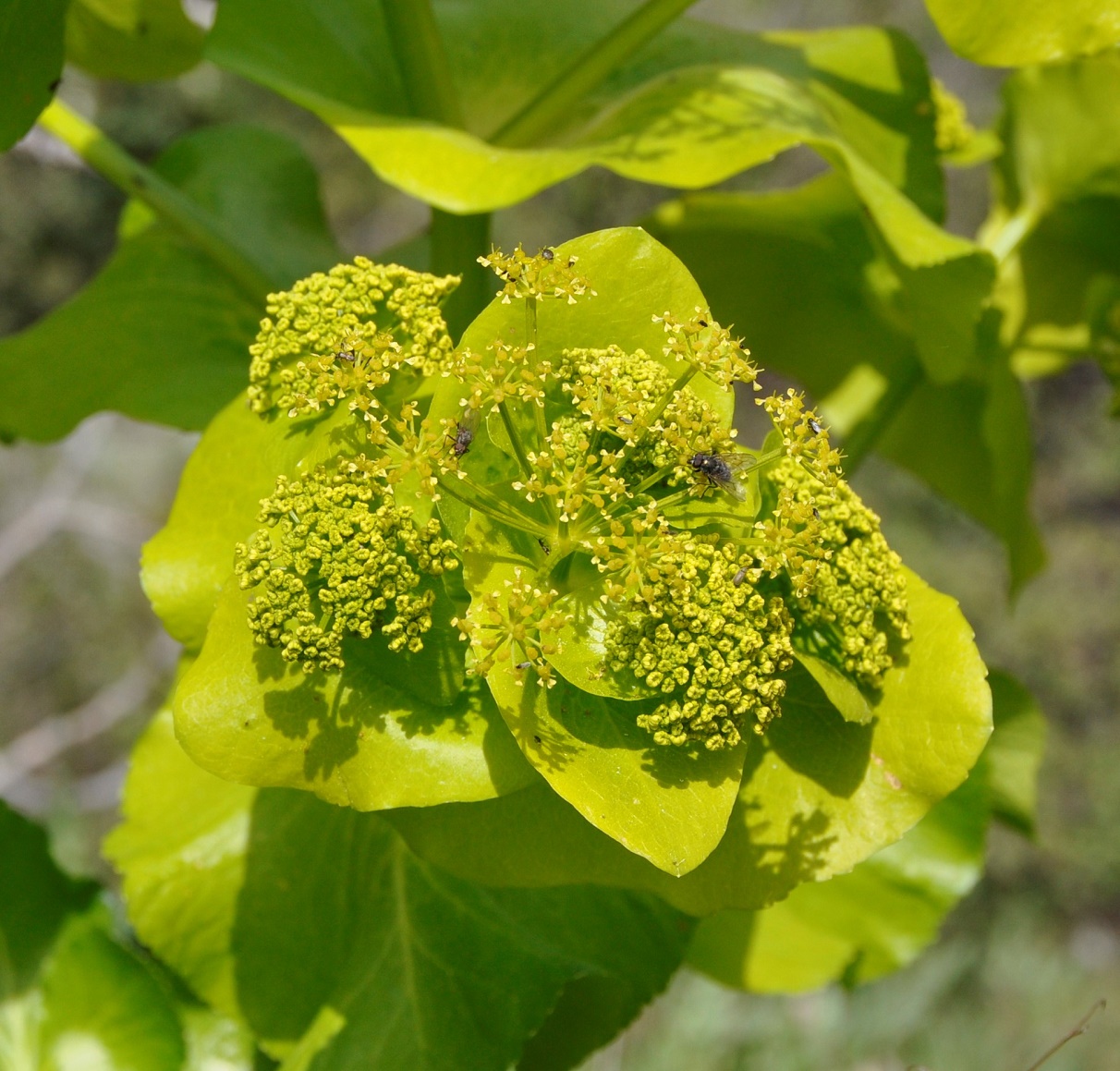 Изображение особи Smyrnium perfoliatum.