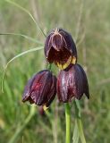 Fritillaria meleagroides