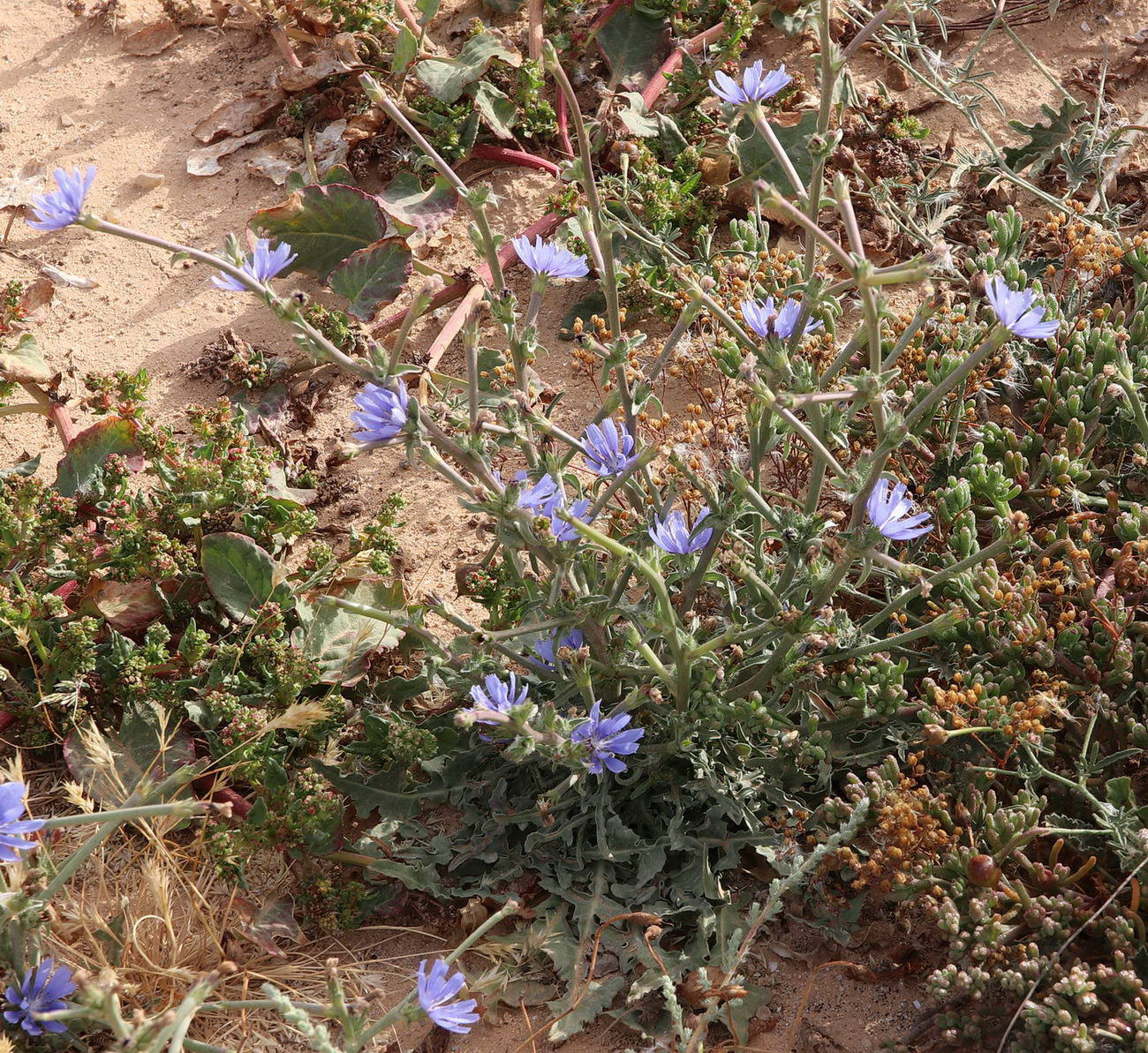 Image of Cichorium endivia specimen.