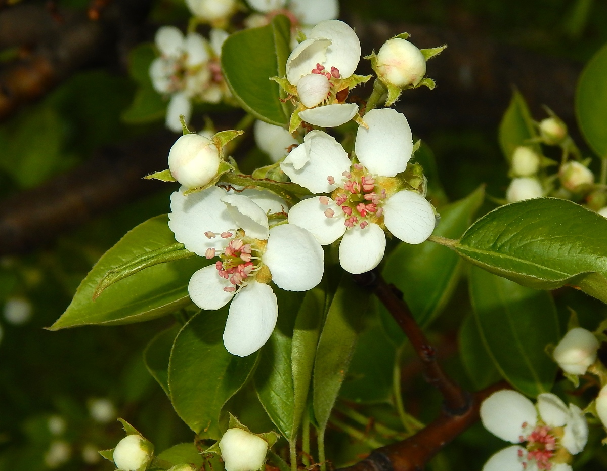 Изображение особи Pyrus communis.