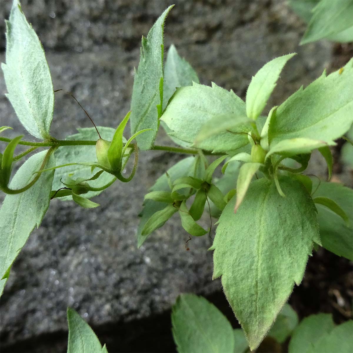 Изображение особи Paederotella teberdensis.