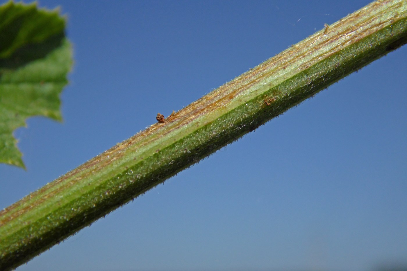 Image of Heracleum stevenii specimen.