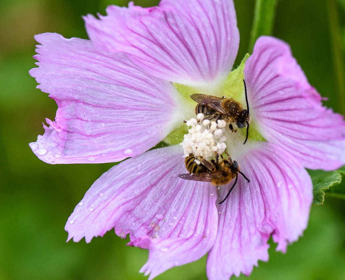 Image of Malva thuringiaca specimen.