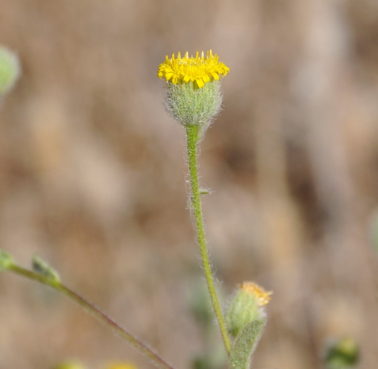 Image of Pulicaria arabica specimen.