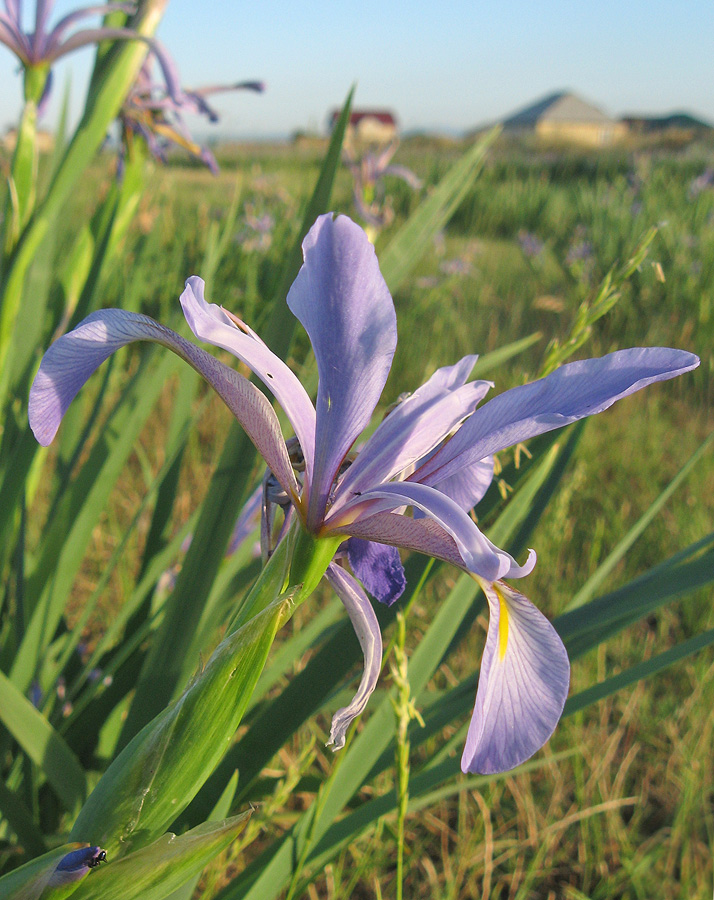 Image of Iris pseudonotha specimen.