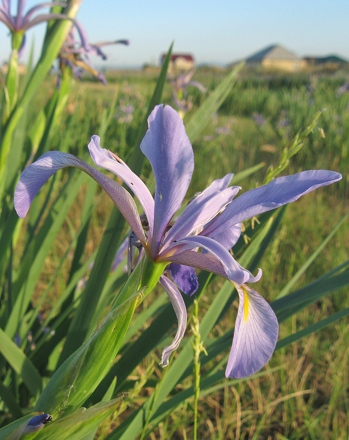 Изображение особи Iris pseudonotha.