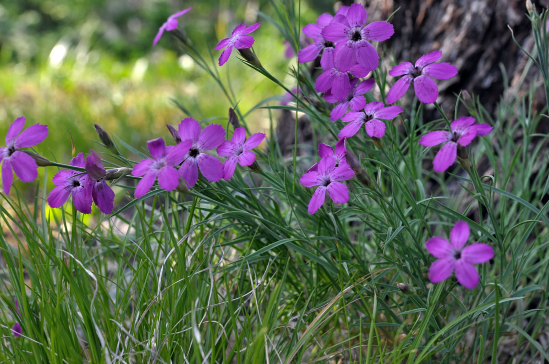 Изображение особи Dianthus versicolor.