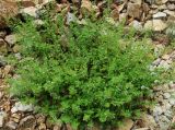 Clinopodium nepeta