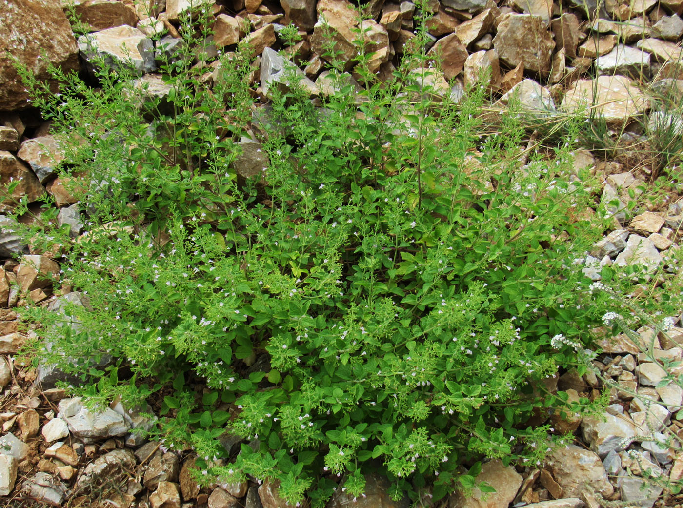 Изображение особи Clinopodium nepeta.