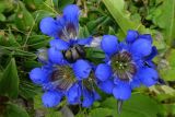 Gentiana septemfida