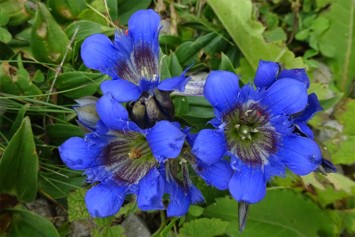 Изображение особи Gentiana septemfida.