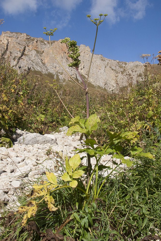 Image of Angelica purpurascens specimen.