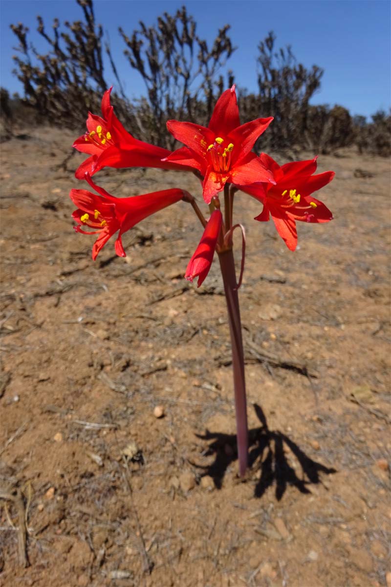 Изображение особи Rhodophiala phycelloides.