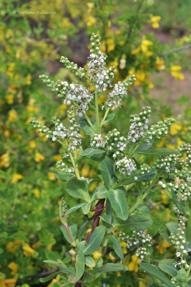 Изображение особи Sibiraea altaiensis.