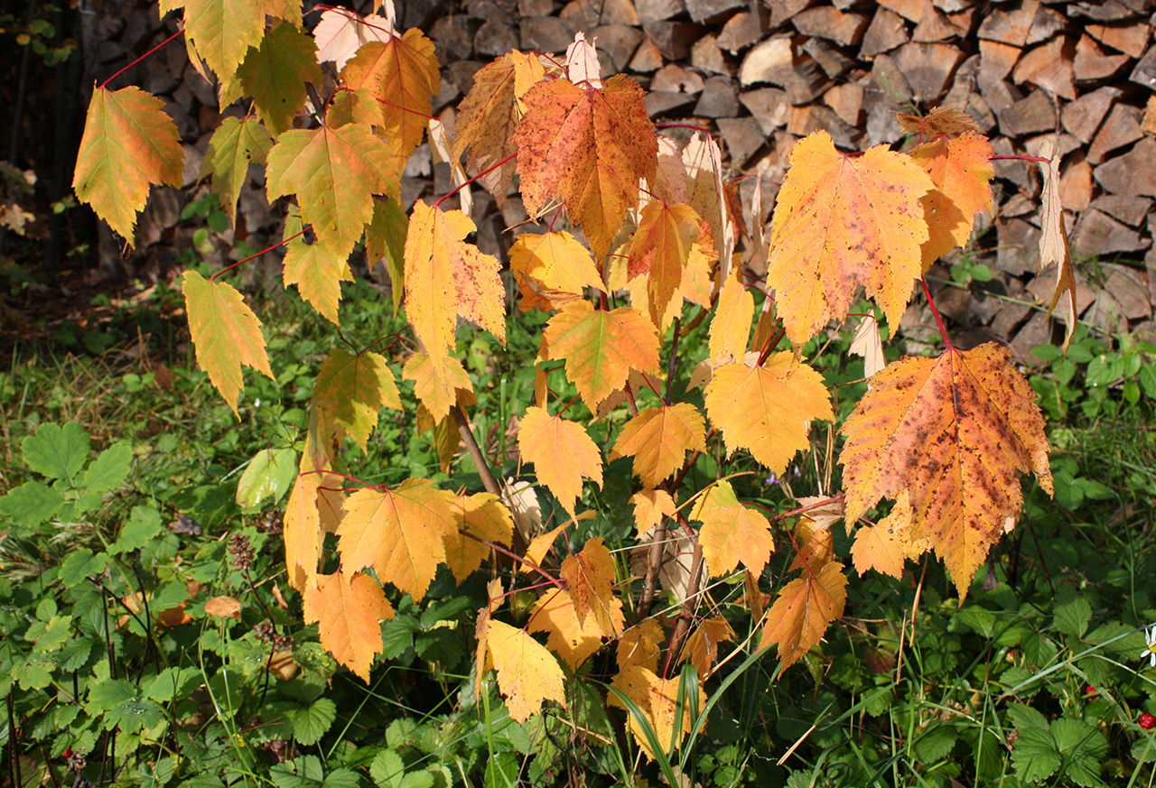 Image of Acer rubrum specimen.