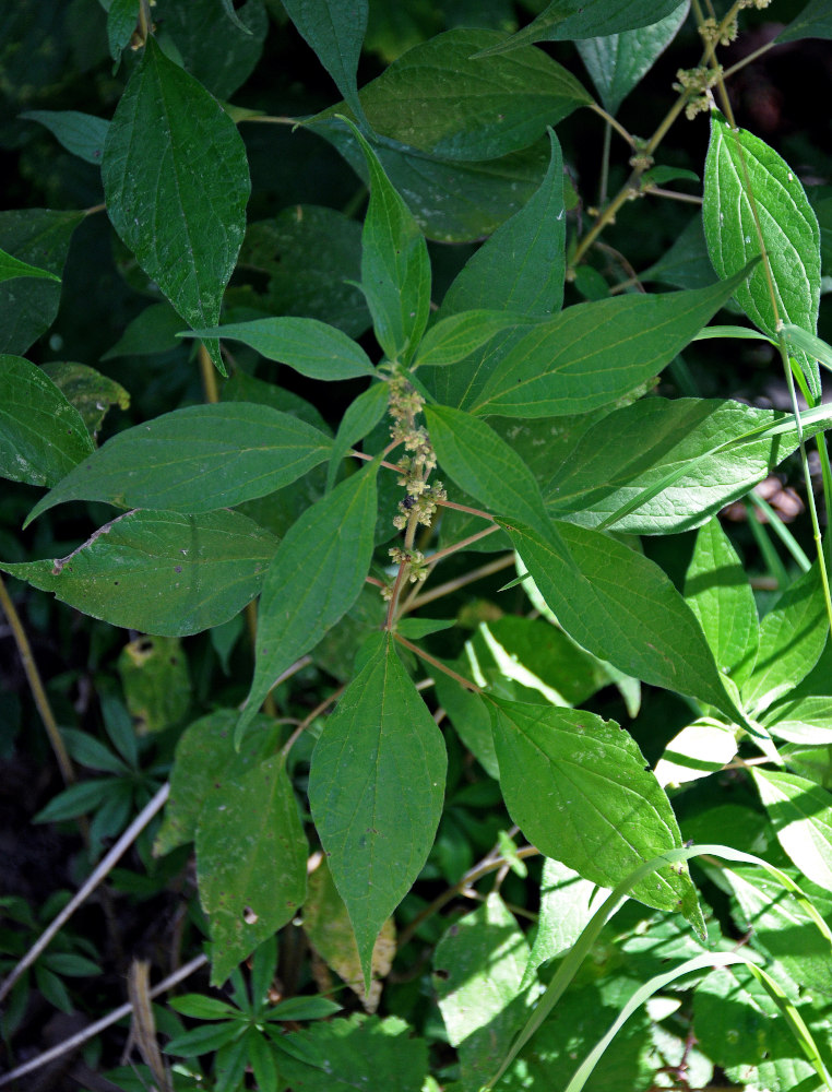 Изображение особи Parietaria officinalis.