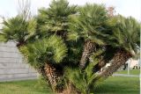 Chamaerops humilis