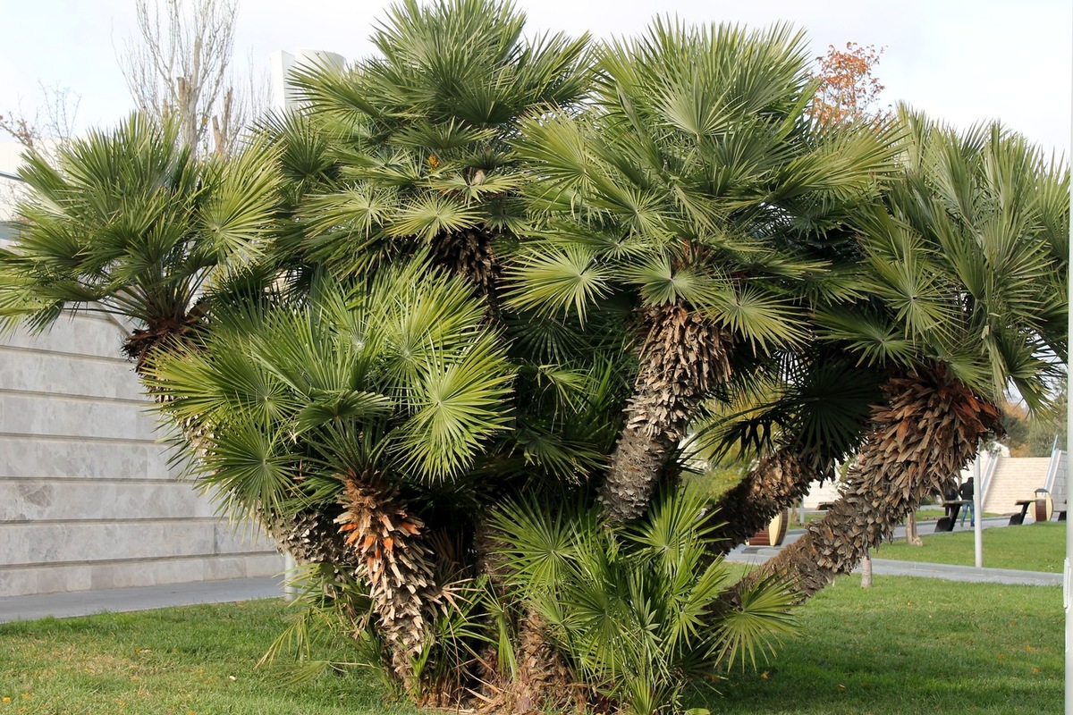 Image of Chamaerops humilis specimen.