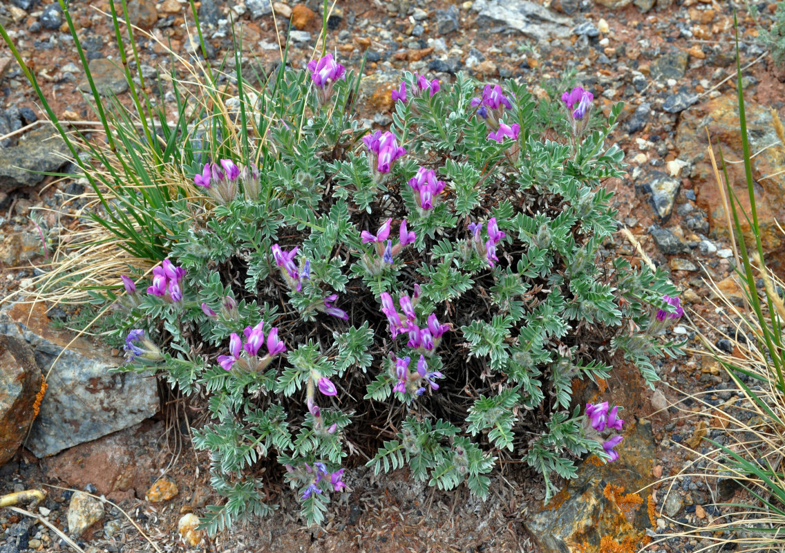 Изображение особи Oxytropis tragacanthoides.