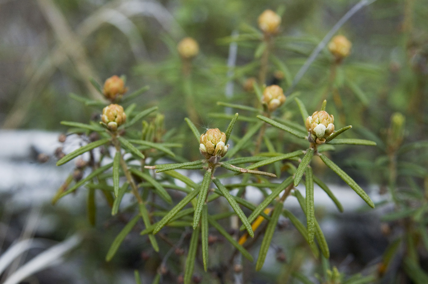 Image of Ledum palustre specimen.