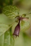 Clinopodium nepeta. Верхушка побега с чашечкой отцветшего цветка. Краснодарский край, Лазаревский р-н, окр. с. Ордынка, 140 м н.у.м., лес. 06.01.2020.